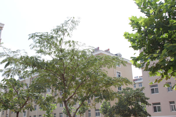 濱海城市經典小區院內實拍2